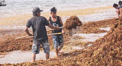 Sargazo comienza invadir las playas del Caribe: Tulum de los más afectados