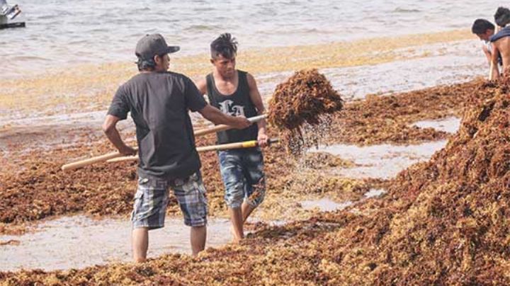 Sargazo comienza invadir las playas del Caribe: Tulum de los más afectados