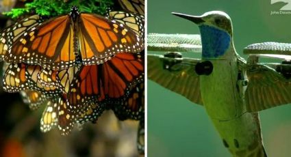 Plantas que atraen colibríes y mariposas a tu jardín; esta es la lista