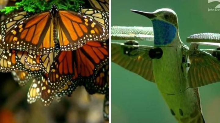 Plantas que atraen colibríes y mariposas a tu jardín; esta es la lista