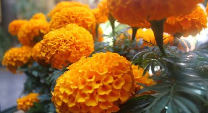 Calendario SEP 2025: ¿No habrá clases el viernes 31 de octubre y el lunes 3 de noviembre?