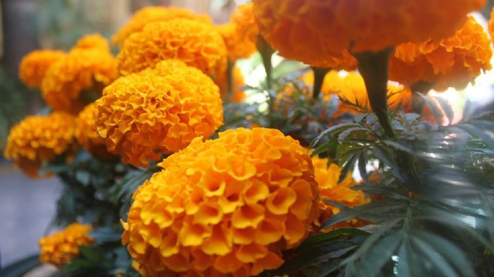 Calendario SEP 2025: ¿No habrá clases el viernes 31 de octubre y el lunes 3 de noviembre?