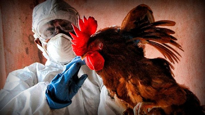 Estados Unidos: reportan primer caso grave de gripe aviar en humanos