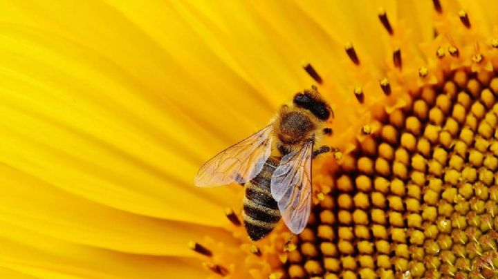 NO MÁS PCR: Abejas, una nueva prueba para detectar Coronavirus