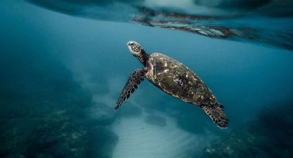 ¡Día mundial de las tortugas marinas! 6 de 7 especies están en PELIGRO DE EXTINCIÓN