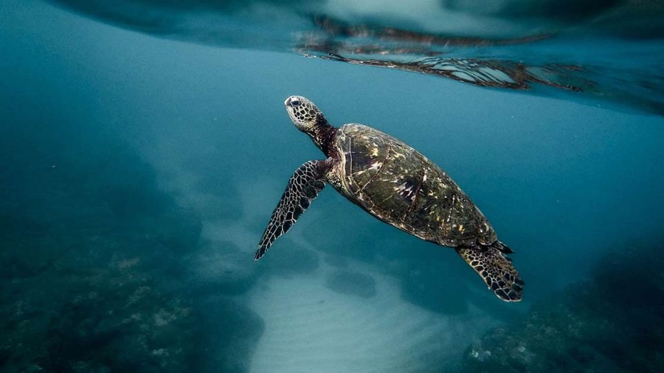 Se encuentran en peligro de extinción, debido a la contaminación de su ecosistema.