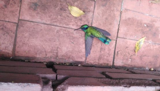 Aseguran que sanitizante contra coronavirus mata colibríes y mariposas