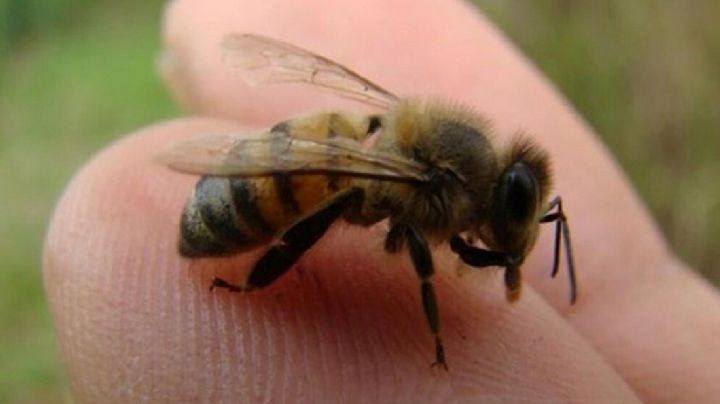 Alerta por incremento de enjambres de abejas en Tampico