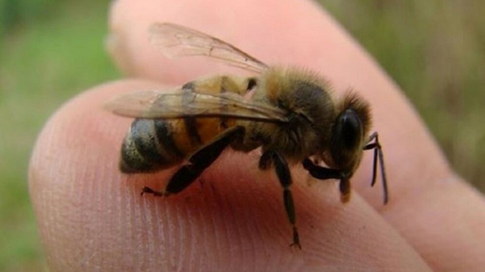 Las abejas no suelen atacar a menos que se sientan agredidas o en peligro, por ello, las autoridades piden a la población no intentar manipular el panal o tratar de eliminarlas por distintos medios