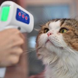 Primer caso de coronavirus en un gato Reino Unido