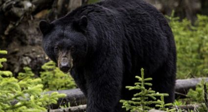 ¡Héroe! Boxeador ruso en coma por matar un oso para defender a sus amigos