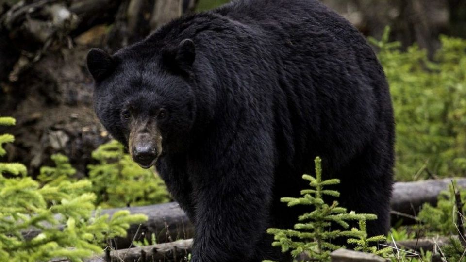 El joven boxeador, de 23 años, se abalanzó contra el animal para proteger a sus amigos