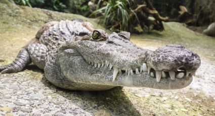 Encuentran a un cocodrilo nadando en la alberca de una casa en Altamira