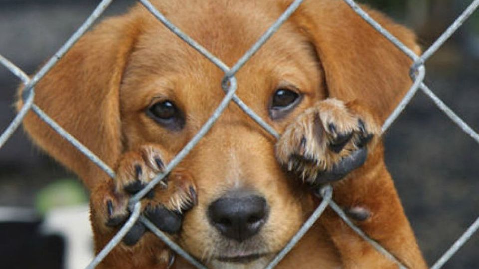 En la ciudad se toma muy en serio la crueldad animal