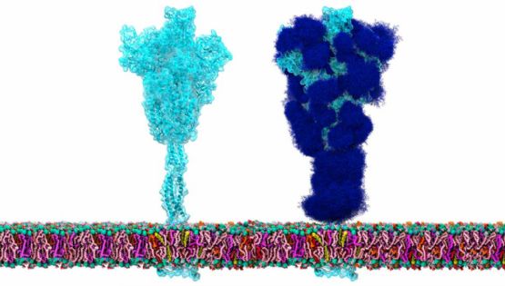 Coronavirus se camuflajea con azúcares para engañar al sistema inmune
