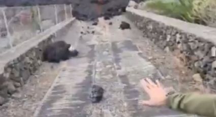 VIDEO: Reportero se quema al tocar la lava del volcán Cumbre Vieja en La Palma