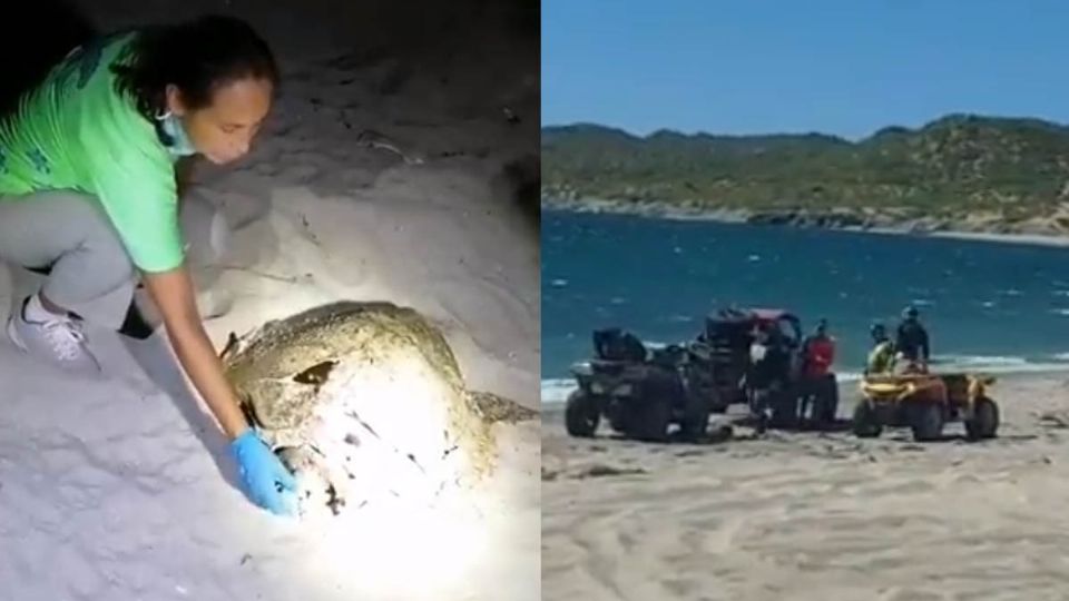 En el video se puede el cuerpo de la tortuga marina siendo inspecciona por la médica veterinaria Elsa Corina