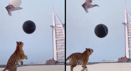 VIDEO: En Dubái pareja usa a tigre para revelar género de su bebé