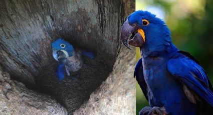 Nacimiento de Guacamayo azul da esperanza contra la extinción de la especie.