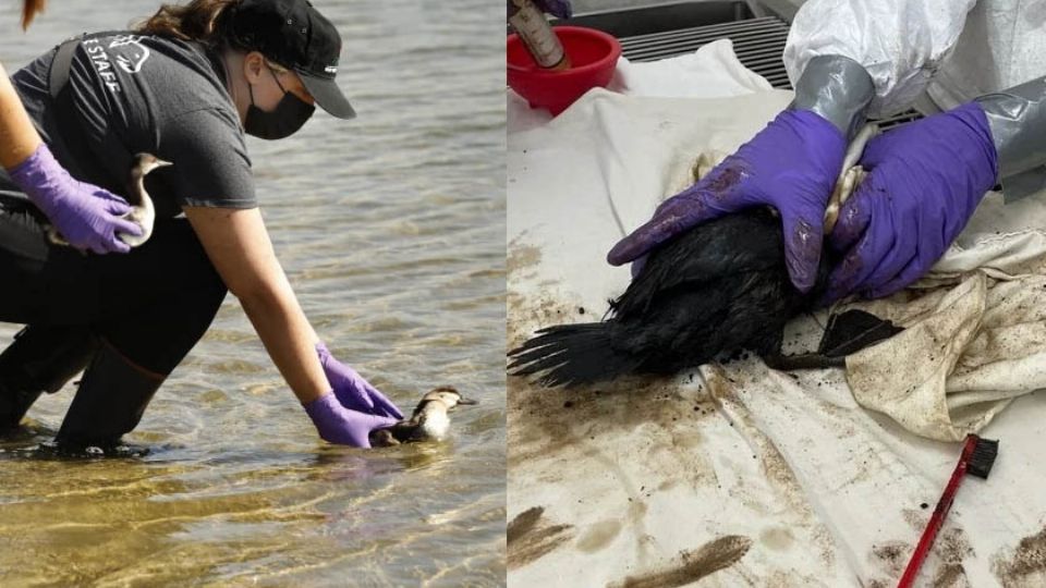 Hasta el momento las autoridades han confirmado al menos 28 aves contaminadas desde el derrame