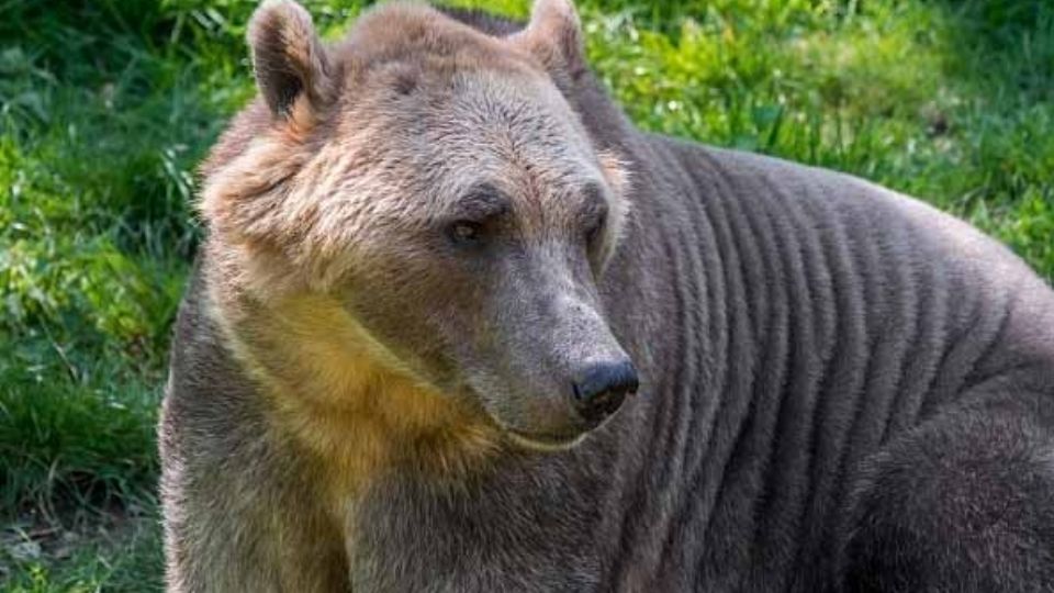 El grolar surgió por el calentamiento global