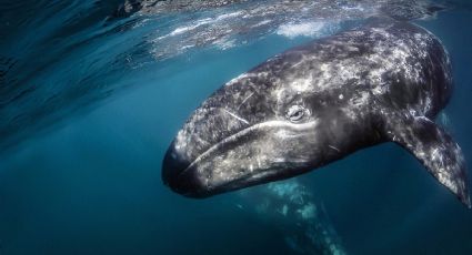 Comienza la llegada de ballenas a México; viajan desde Rusia para aparearse