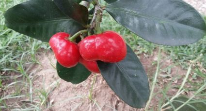 Niños colombianos mueren por comer fruto desconocido en su jardín trasero