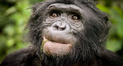 (Imágenes sensibles): Por primera vez en la historia se encuentran casos de lepra en chimpancés