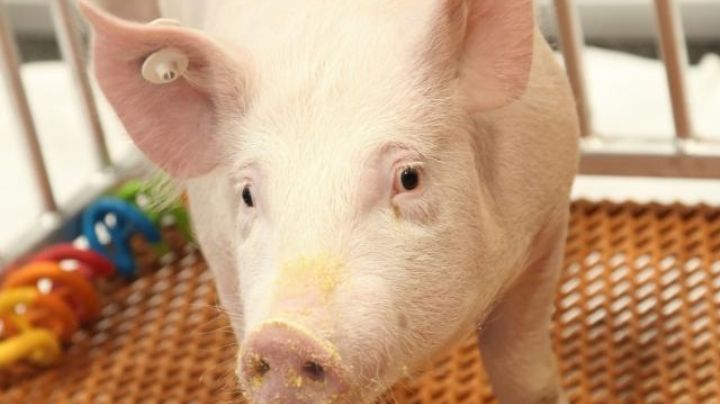 ¡Éxito médico! Logran trasplantar riñón de cerdo en paciente humano
