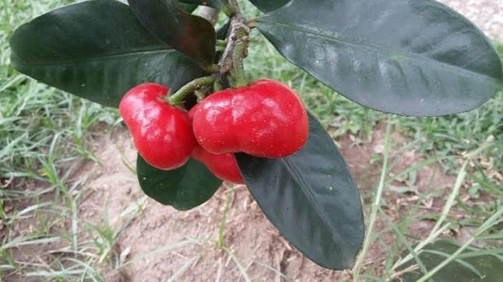 Niños colombianos mueren por comer fruto desconocido en su jardín trasero