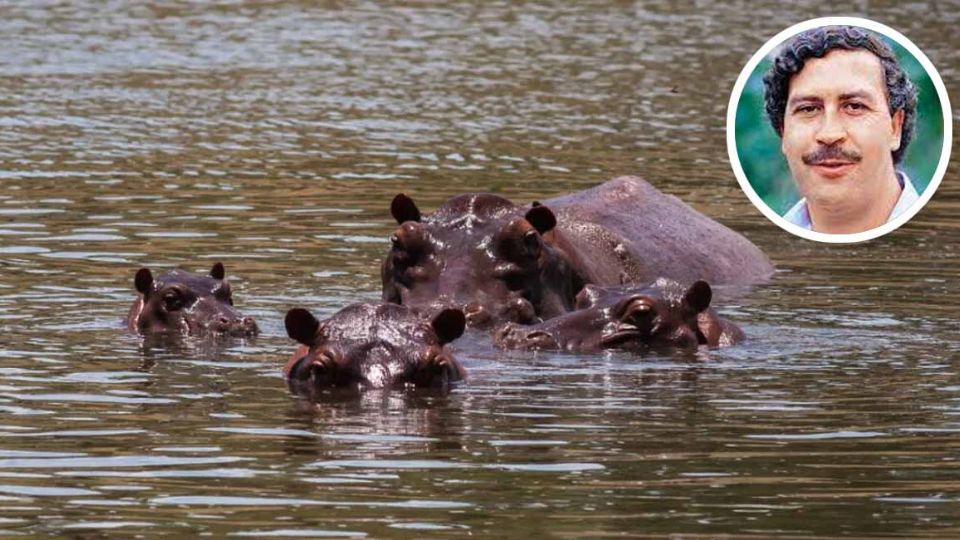 La especie está causando daños graves a la ecología del lugar