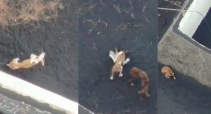 ¡Al fin! Rescatan a perritos atrapados por lava de volcán La Palma