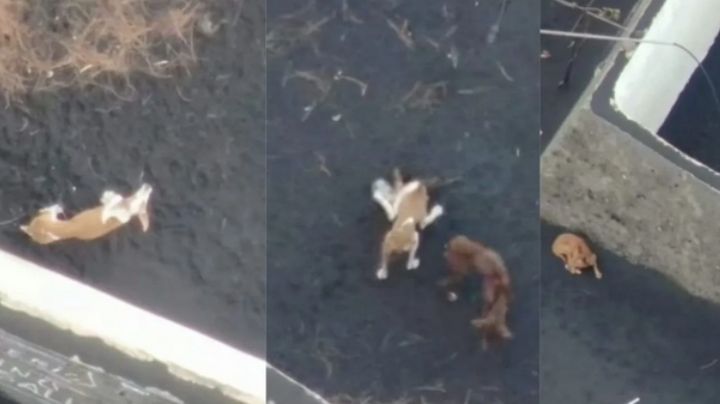 ¡Al fin! Rescatan a perritos atrapados por lava de volcán La Palma