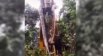 (VIDEO) Encuentran serpiente gigante de caso 4 metros de largo