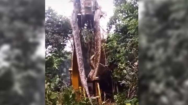 (VIDEO) Encuentran serpiente gigante de caso 4 metros de largo