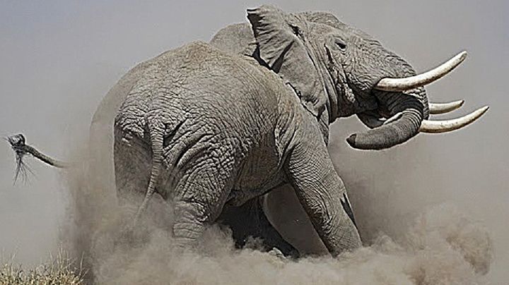 Karma: elefante se enfrentó a cazador furtivo y lo mató a pisotones