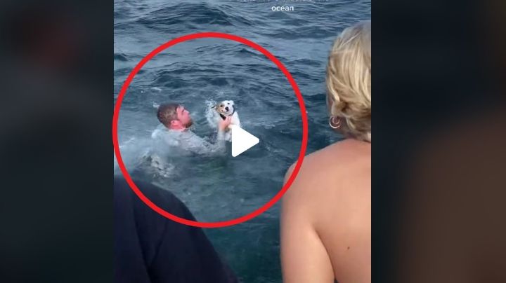 VIDEO VIRAL: Rescatan a perrito nadando en mar de Florida