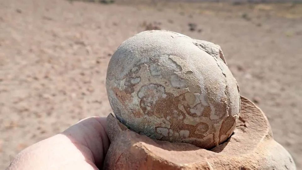 Fue en una localidad de Argentina donde encontraron más de 100 huevos de dinosaurio fosilizados