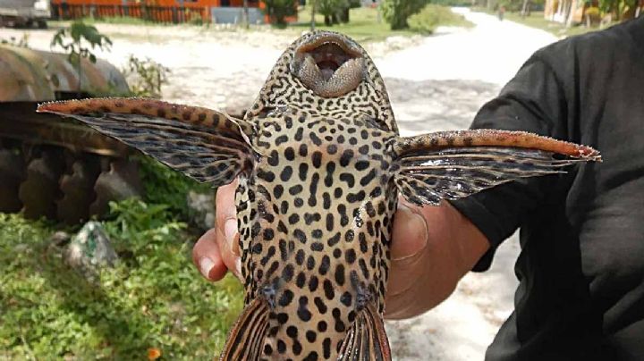 Conoce al pez diablo, los invasores que están acabando con los peces nativos en México