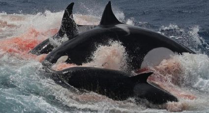 IMAGENES FUERTES: Ballena azul es devorada por 70 orcas