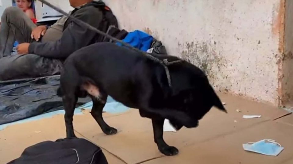 El perrito ha estado viajando con ellos todos estos días.