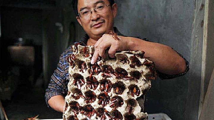VIDEO: En China ponen a trabajar cucarachas para crear una industria millonaria