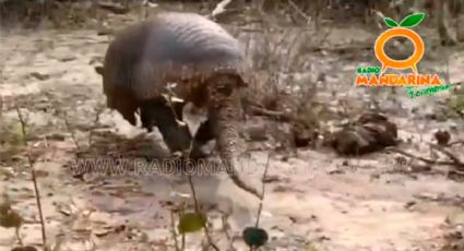 VIDEO VIRAL: Rescatan a armadillo gigante que era atacado por perros