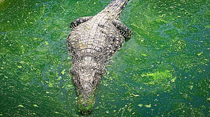 VIDEO IMPACTANTE: Cocodrilo salta y SE COME EL DRON con el que lo grababan