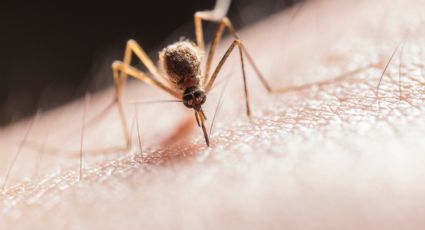 ALERTA en EU: Mosquito podría transmitir MORTAL VIRUS Encefalitis Equina del Este