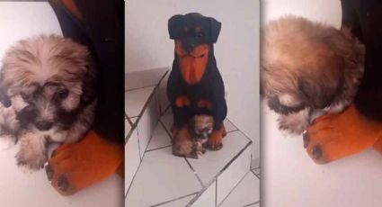 ¡Ternura! Video: Perrito pensó que su mamá era una alcancía y le dio cariño