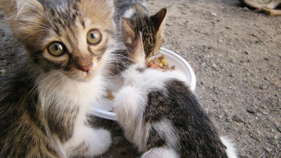 Matar animales es un delito que está establecido en la Ley de Protección Animal para el Estado de Tamaulipas