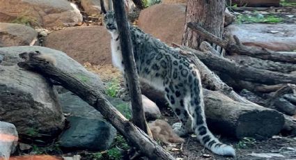 Muere leopardo que presentó síntomas de covid-19