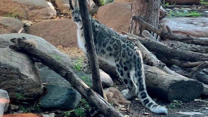 Muere leopardo que presentó síntomas de covid-19