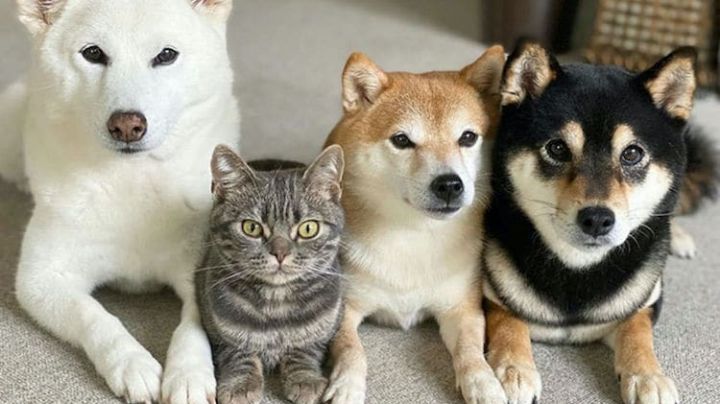 Irán prohibirá perros y gatos como mascotas por consideralos "peligrosos e impuros"